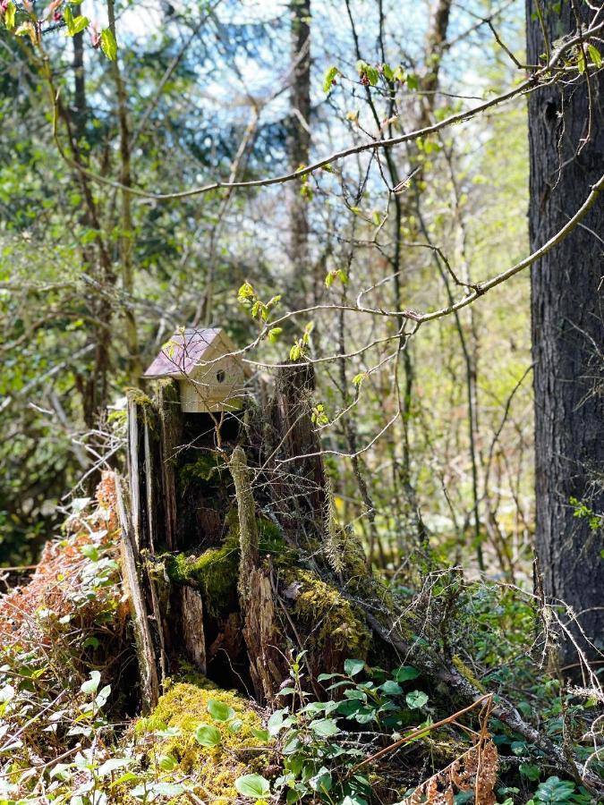 Mt Rainier Little Green Cabin On Big Creek! Ashford Buitenkant foto